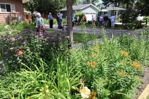 Toured Daylily Flats, Rich Roehrdanz's garden.